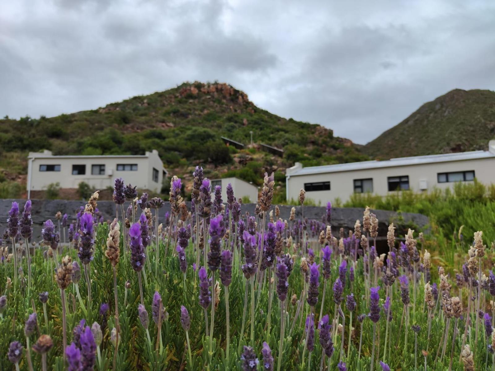 Roodekloof Daire Montagu Dış mekan fotoğraf